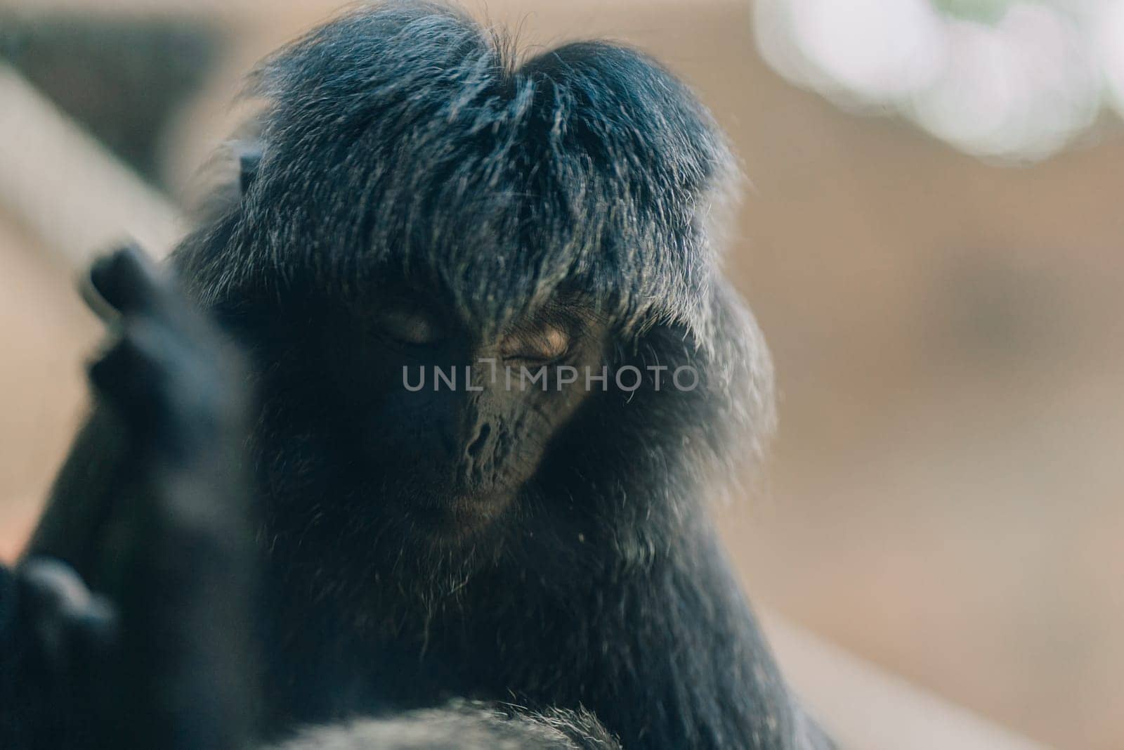 Close up shot of fluffy Goeldi's marmoset face by Popov