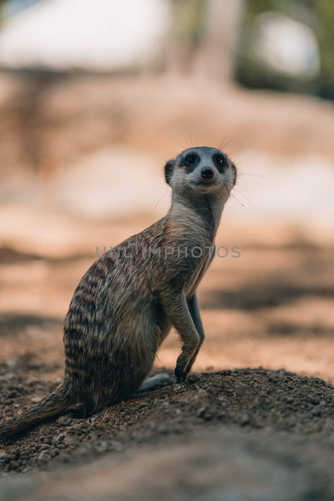 Close up shot of standing suricate. Cute meerkat on lookout position, watching around