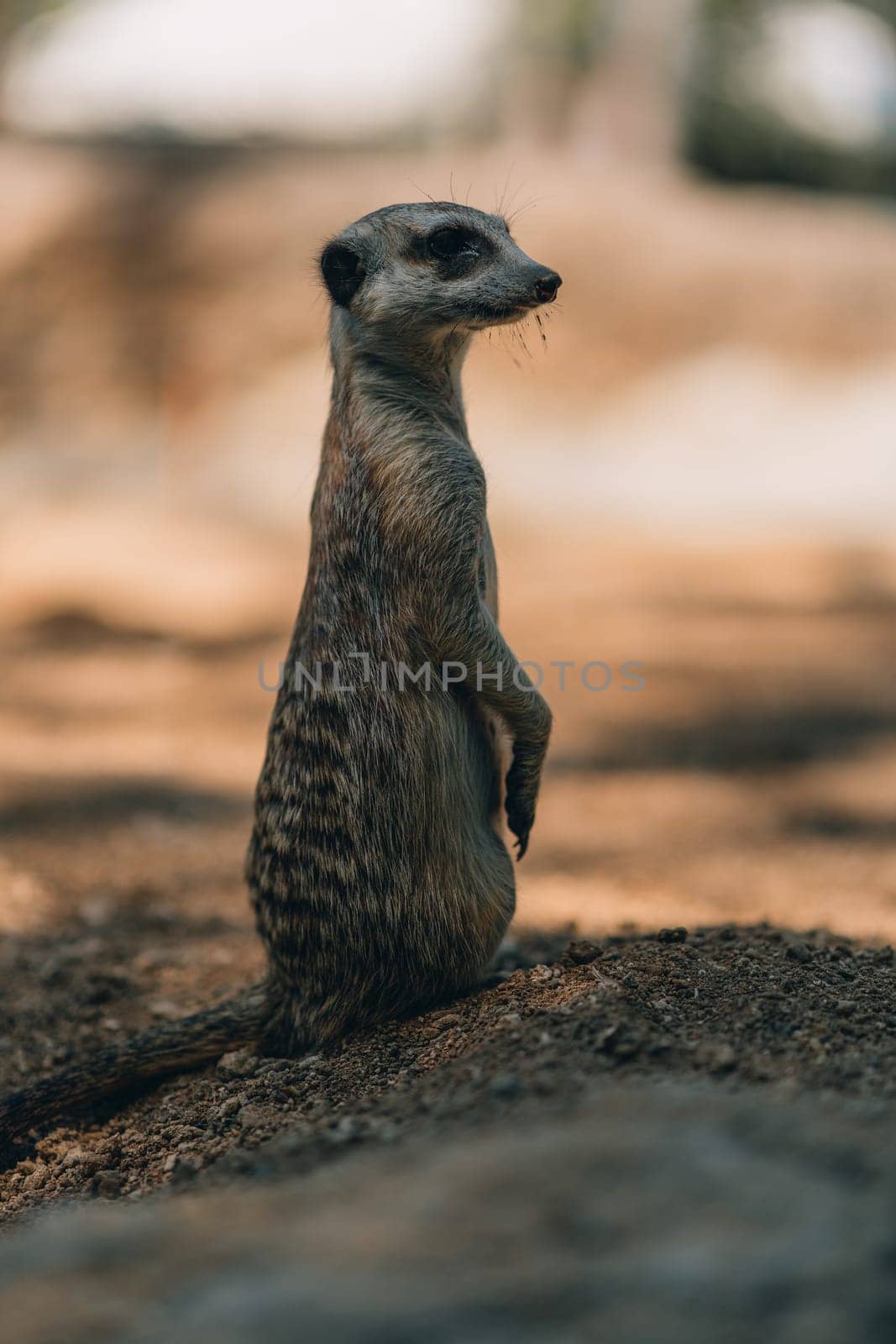 Close up shot of standing suricate. Cute meerkat on lookout position, watching around