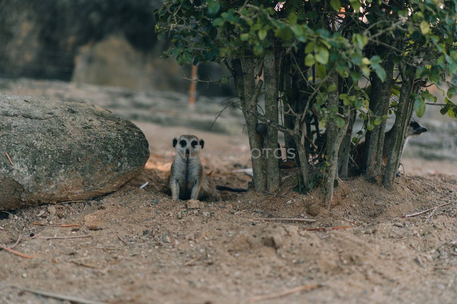 Group of suricates hiding under wood branch by Popov