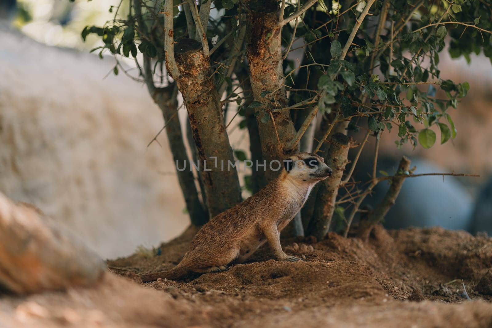 Close up shot of funny lying suricate on sand. Lazy meerkat relaxing and stretching on the ground