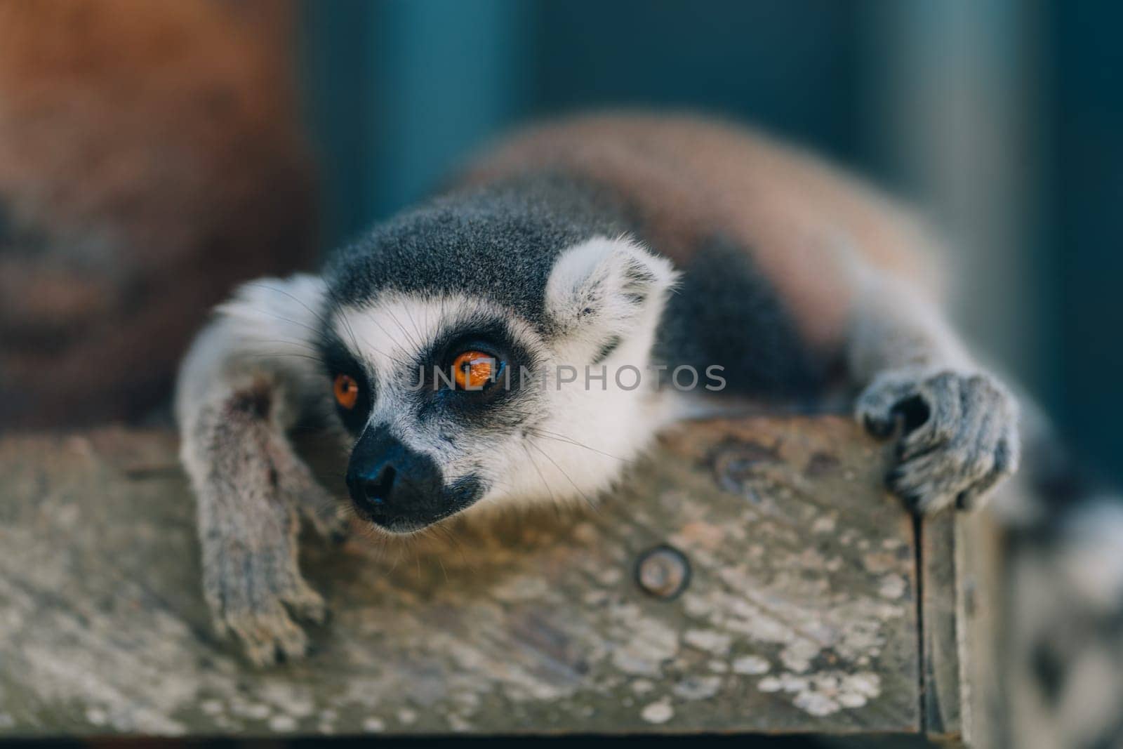 Close up photo of ring tailed lemur. Cute animal with protruding muzzle and orange eyes