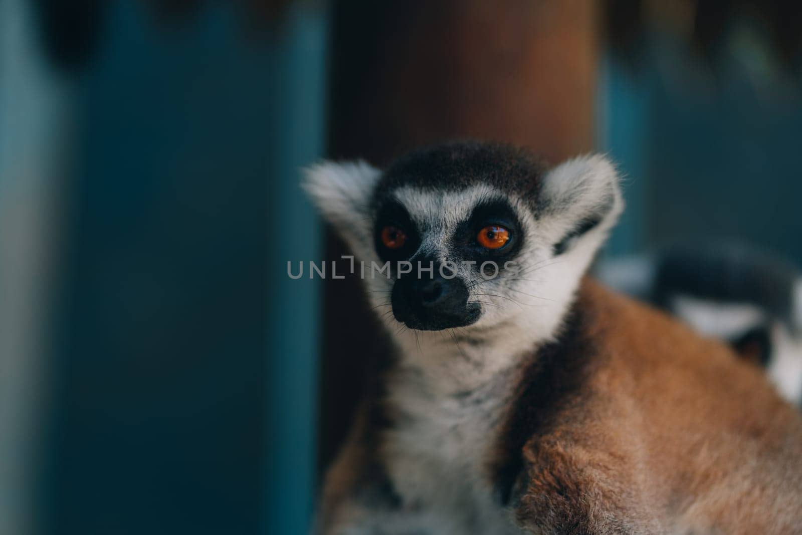 Close up shot of relaxed ring tailed lemur by Popov