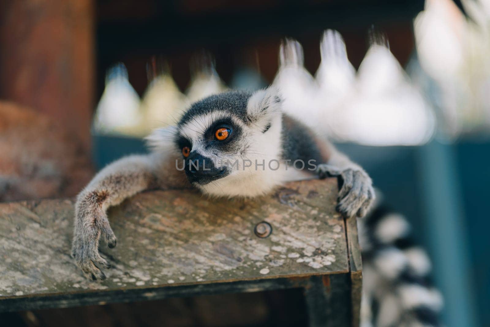 Close up shot of relaxed ring tailed lemur. Cute furry animal taking sunbath and resting