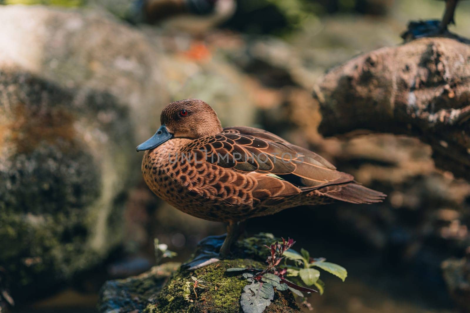 Close up shot of wild brown duck sitting on rock by Popov