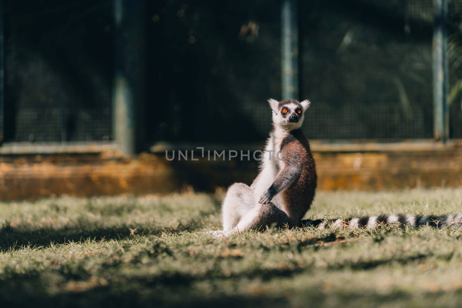 Close up shot of sitting ring tailed lemur on grass. Cute lemur in lookout position watching around