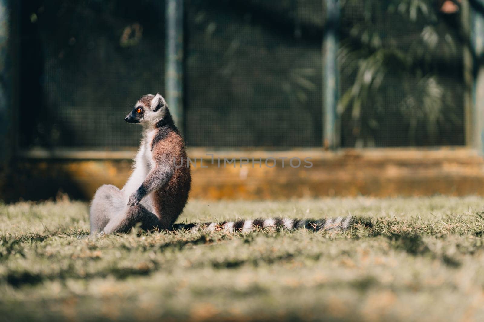 Close up shot of sitting ring tailed lemur on grass by Popov