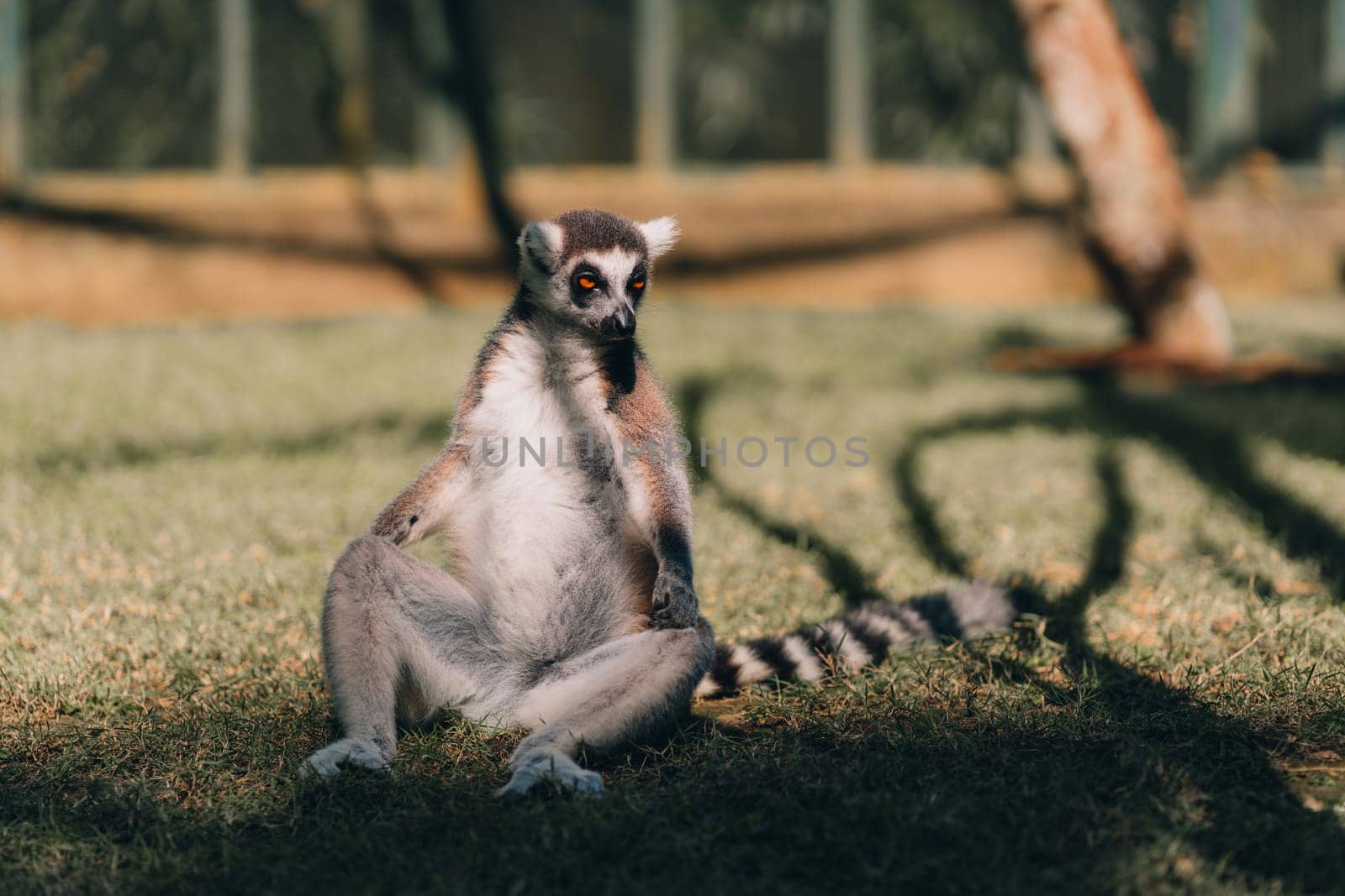 Close up shot of sitting ring tailed lemur on grass by Popov