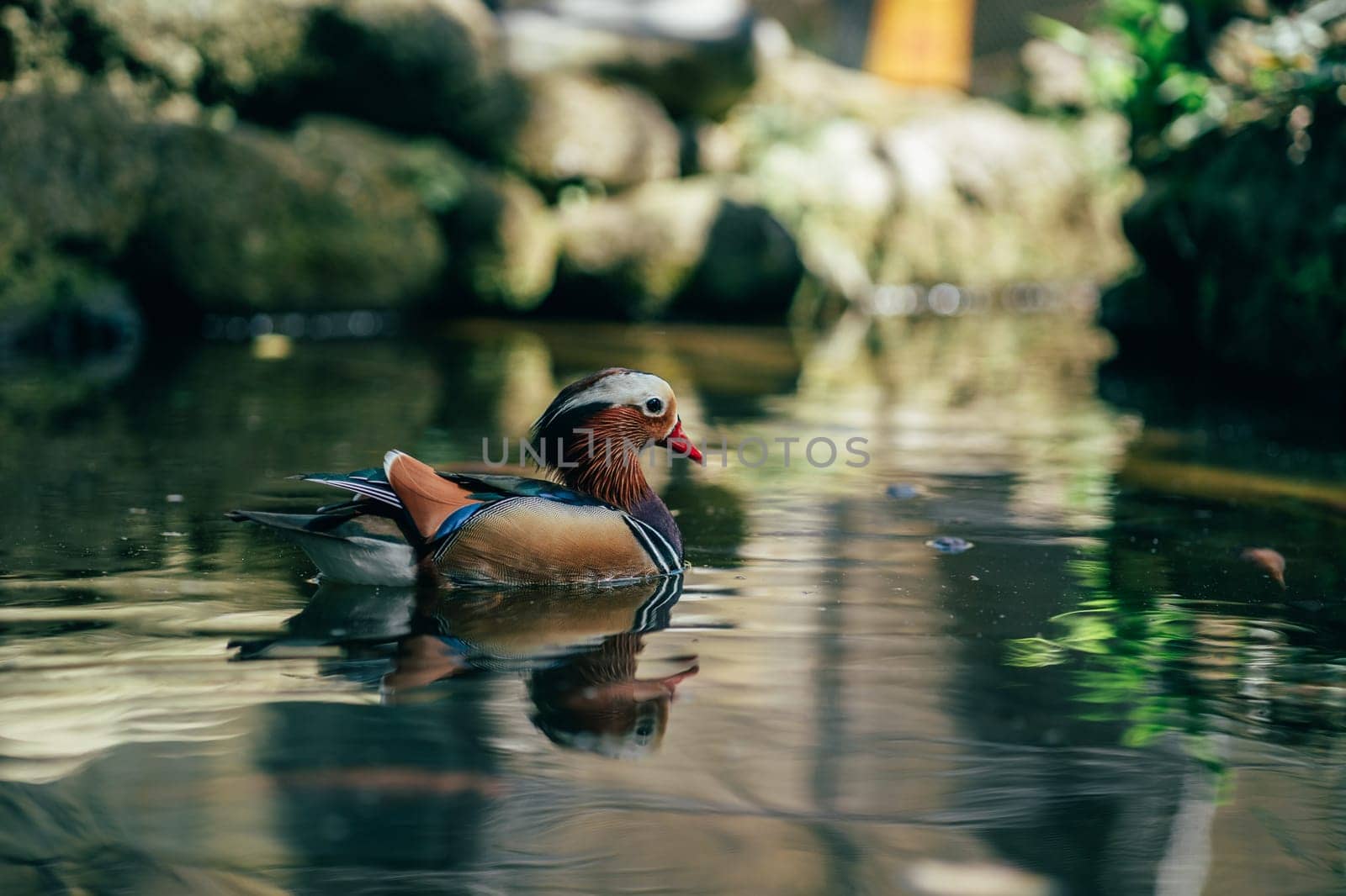 Close up shot of mandarin duck swimming in the lake. The most colorful duck in the world, pond bird in safari park