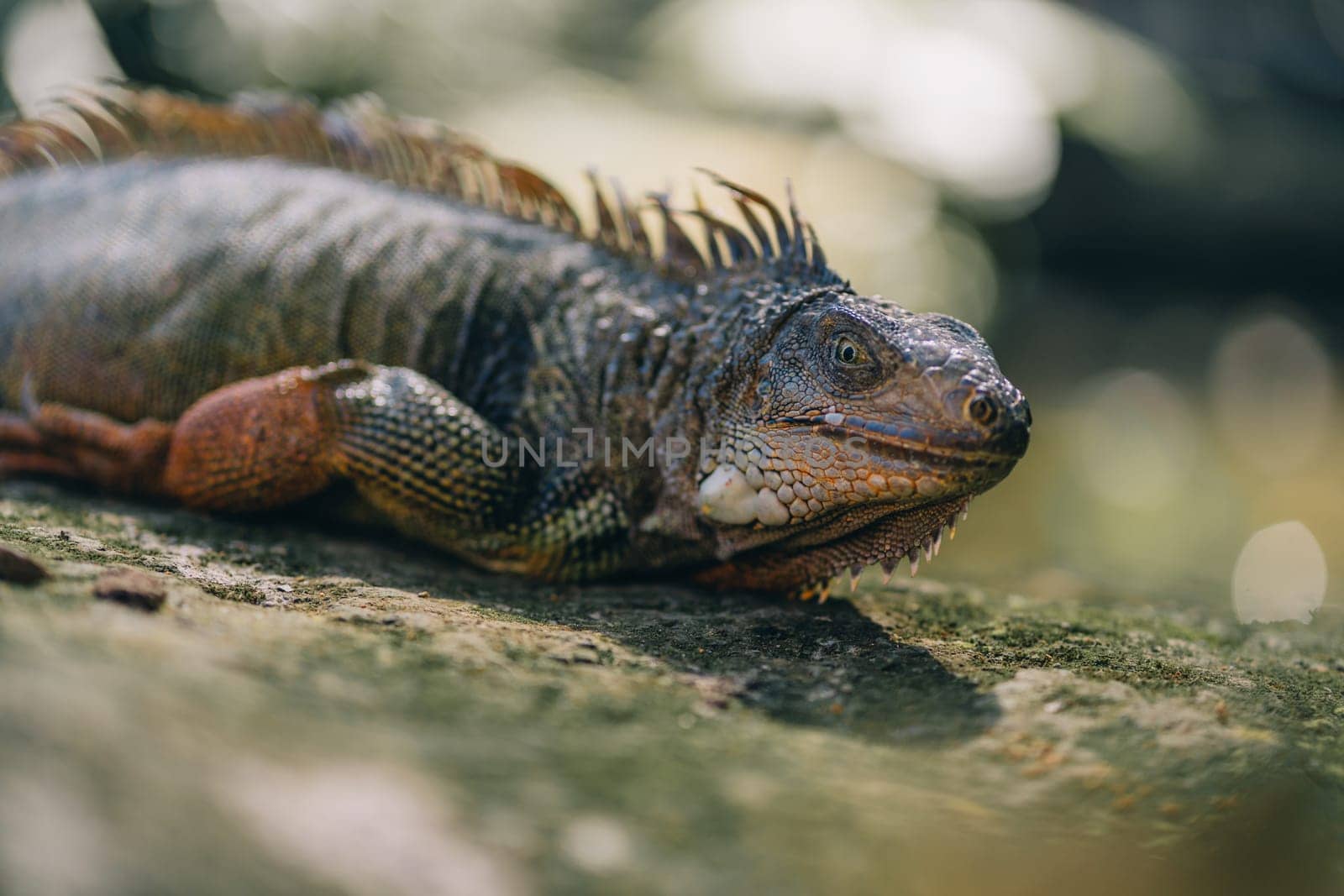 Close up shot of large iguana lying on rock by Popov