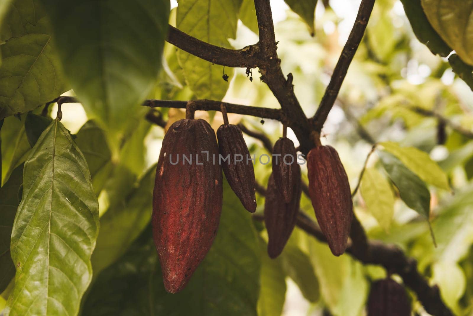 Close up shot of hanging cocoa ripe beans by Popov
