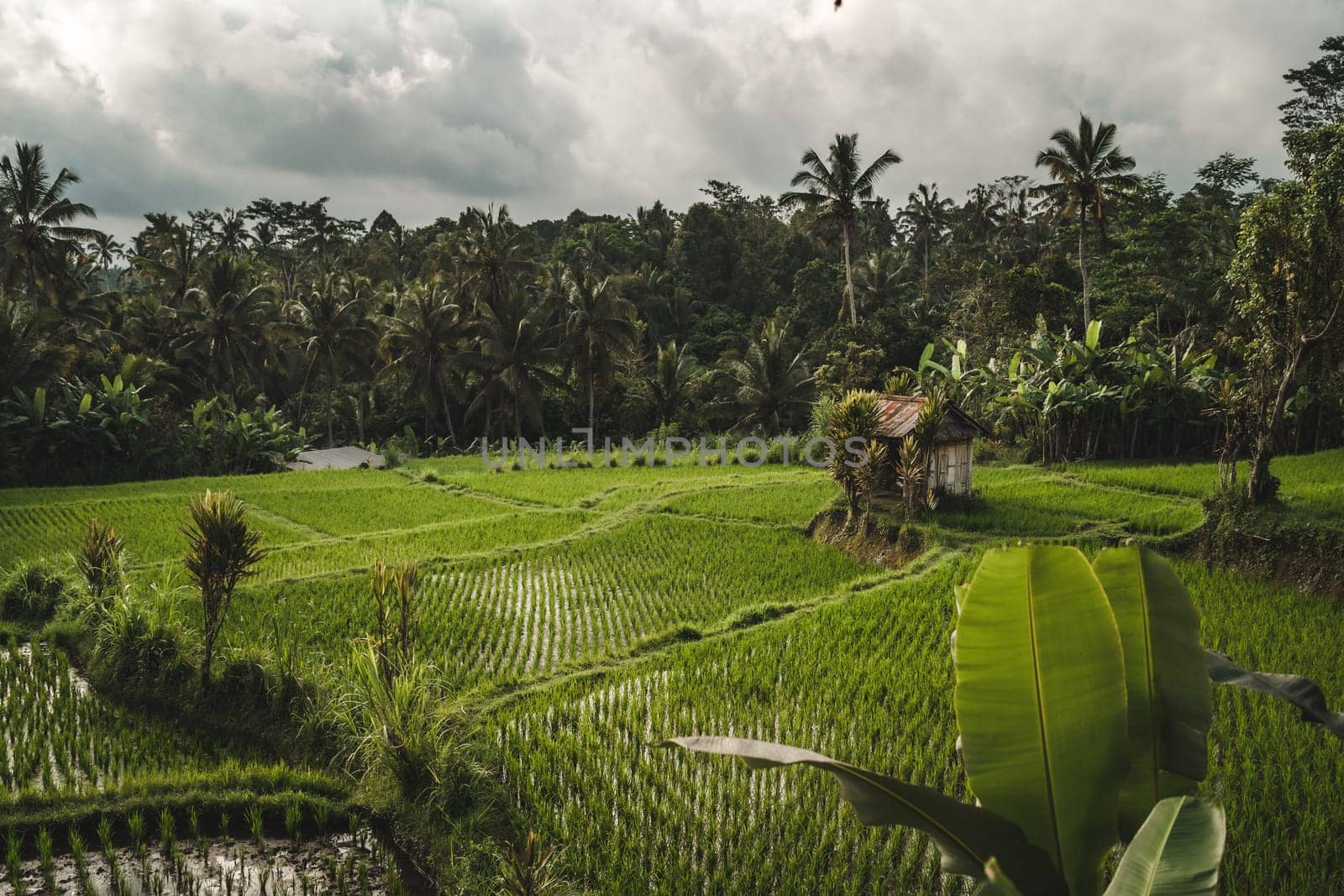 Landscape view of rice plantation near the palms jungle. Balinese farming agriculture, rice growing field