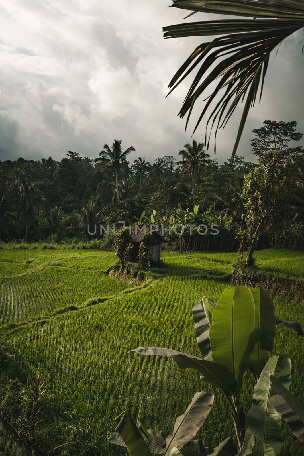 Landscape view of rice plantation near the palms jungle by Popov