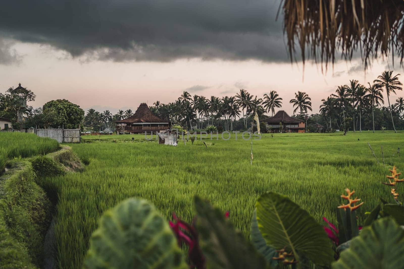 Beautiful landscape view of rural rice plantation. Farming barn in paddy field, balinese agriculture land