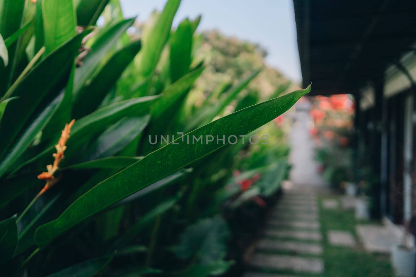 Close up shot of green plant leaves with footpath background. Tropical evergreen vegetation and flora