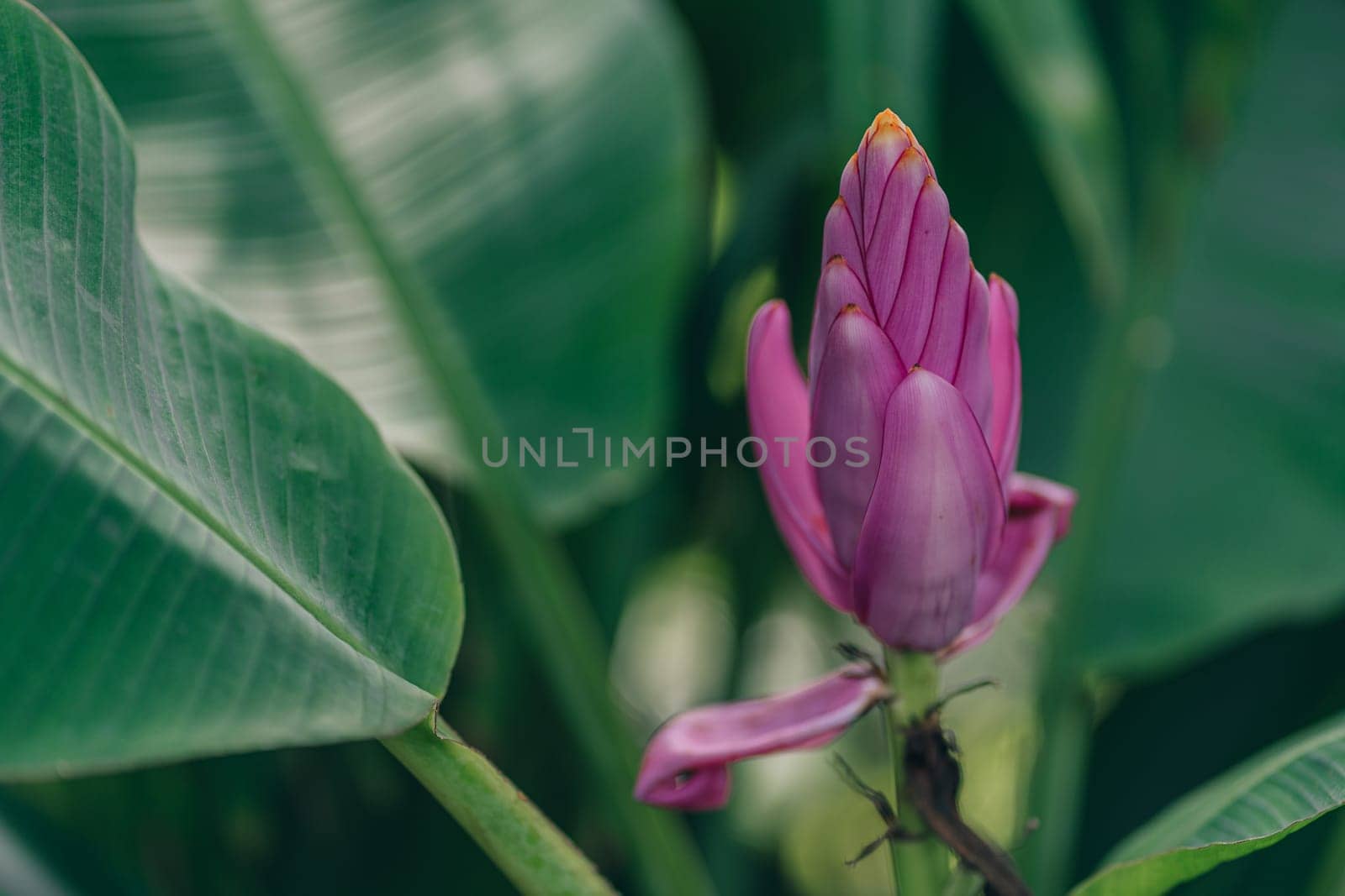 Close up shot of blooming pink flower with green leaves background. Tropical vegetation and botanicals plants