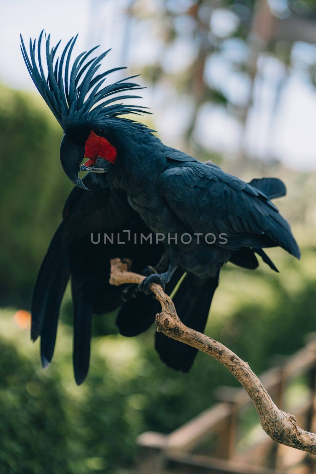 Colorful beautiful safari bird. Close up shot of big blue parrot sitting on tree branch