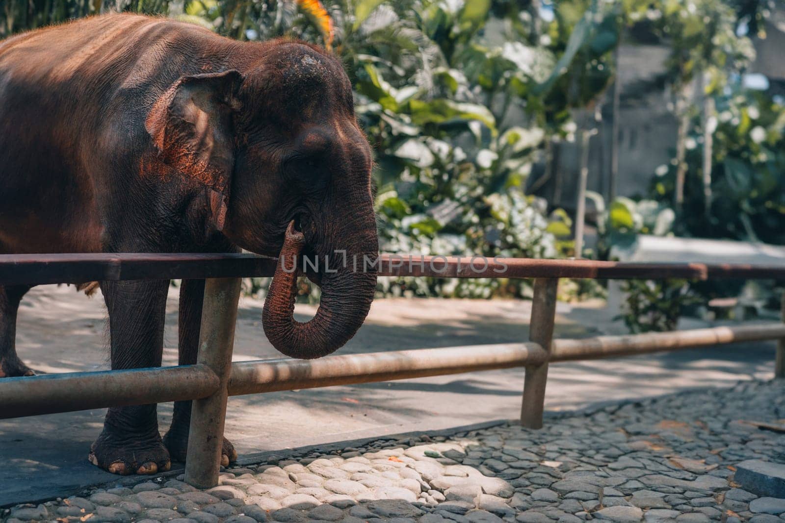 Close up shot of small cute elephant at the fence by Popov