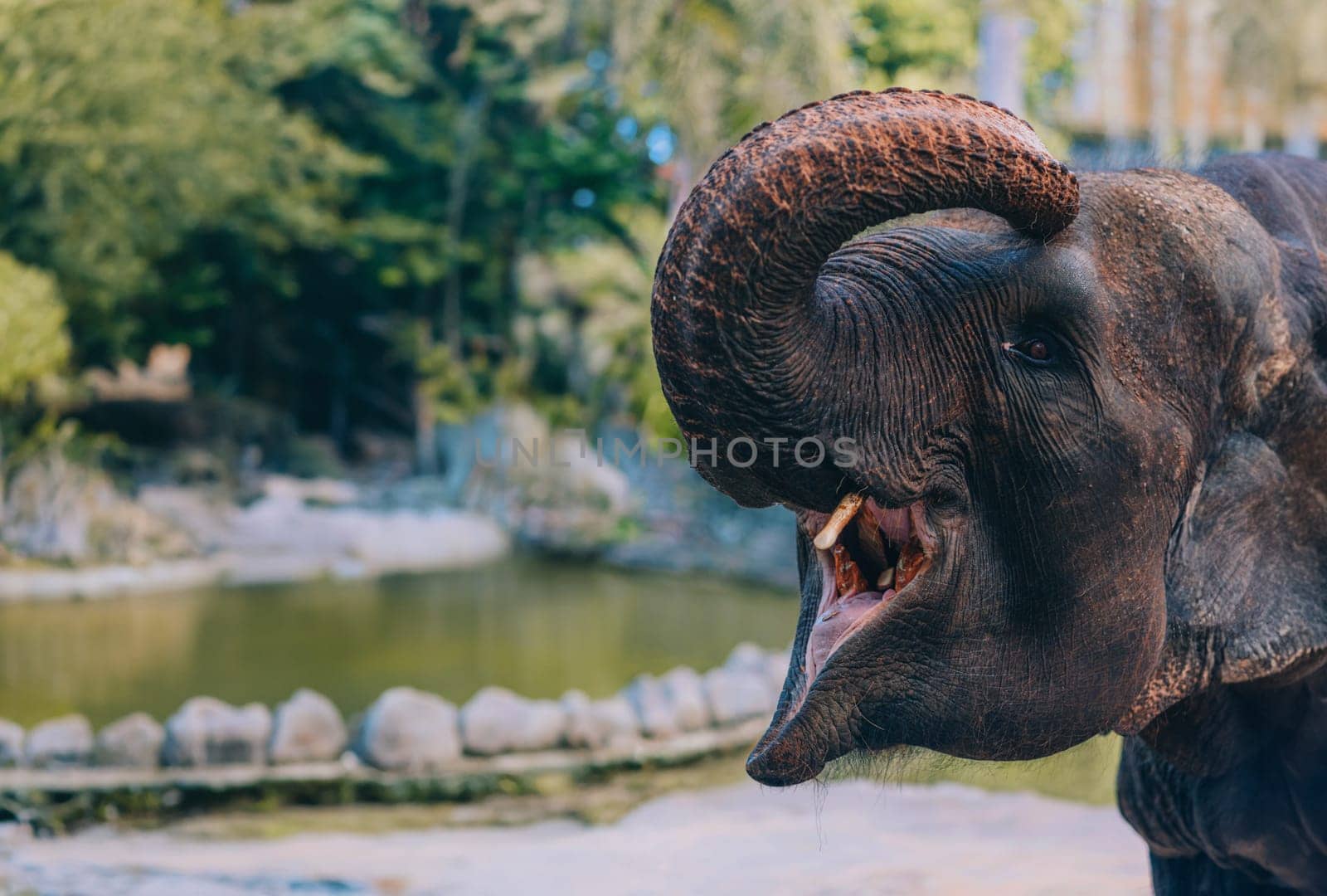 Close up shot of elephant with open mouth. Funny baby elephant with raised trunk