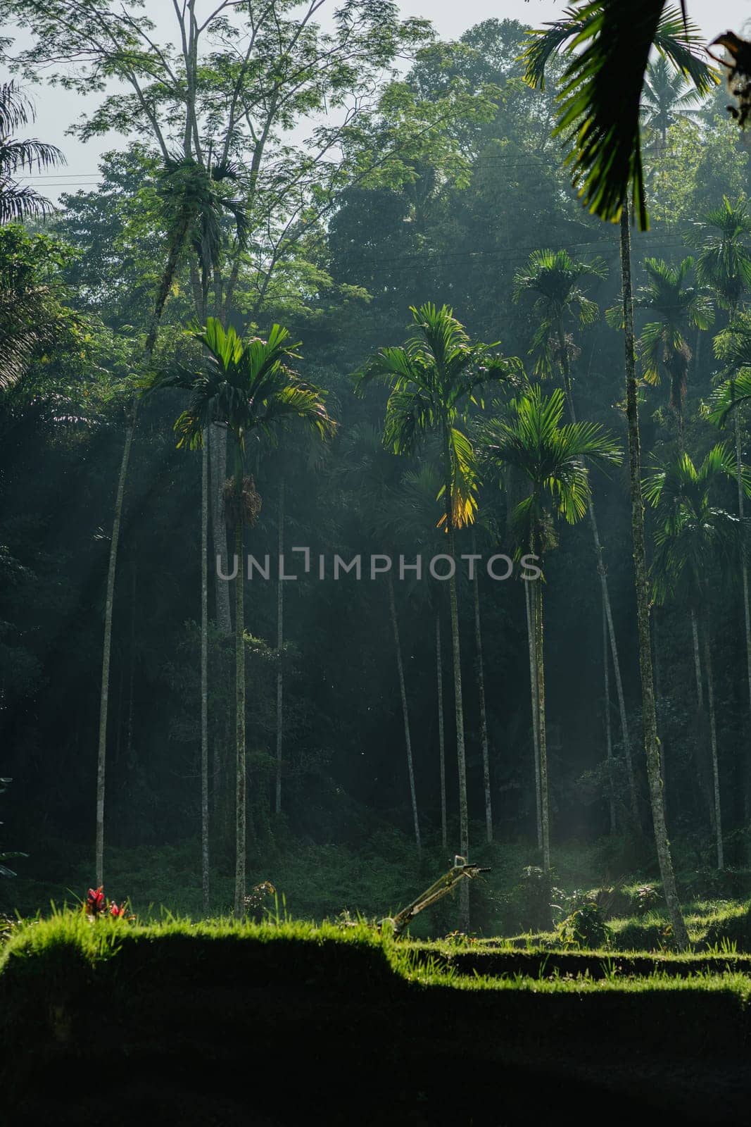 Beautiful palm trees in green jungle with sunlights. Rainforest vegetation and botanicals plants