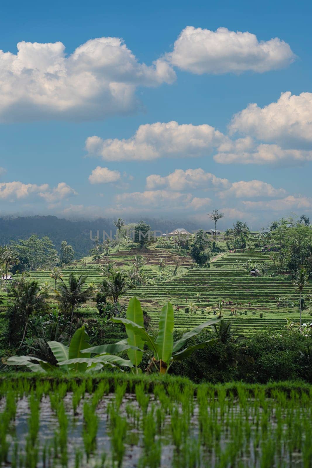 Landscape view of terraced rice field. Balinese jungle vegetation and paddy land