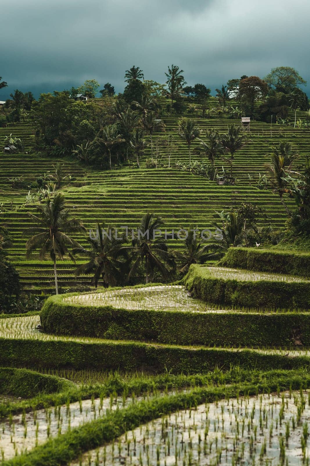 Landscape view of terraced rice field by Popov