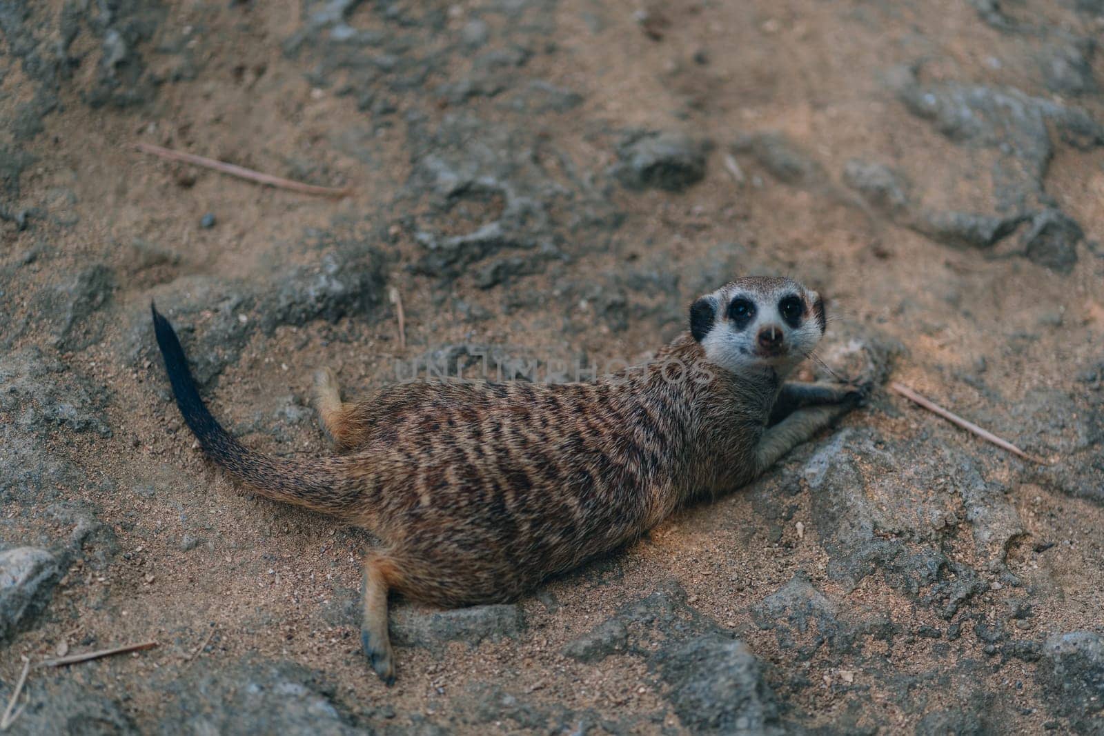 Close up shot of funny lying suricate on sand. Lazy meerkat relaxing and stretching on the ground