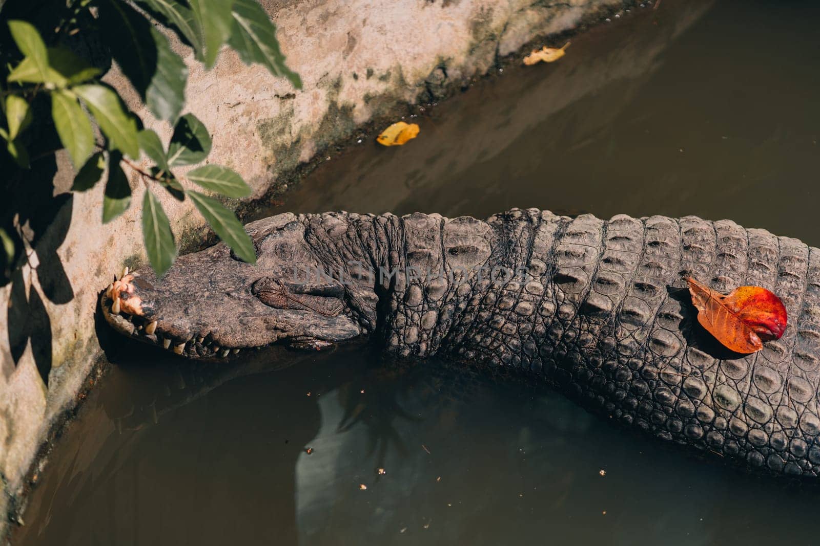 Close up shot of crocodile on the water surface. Alligator reptile in tropical safari park