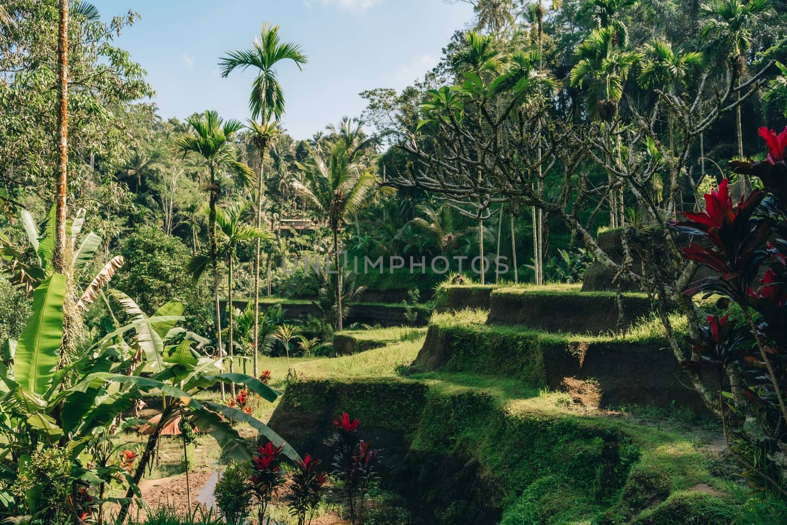 Majestic landscape view of jungle flora and rice terrace by Popov