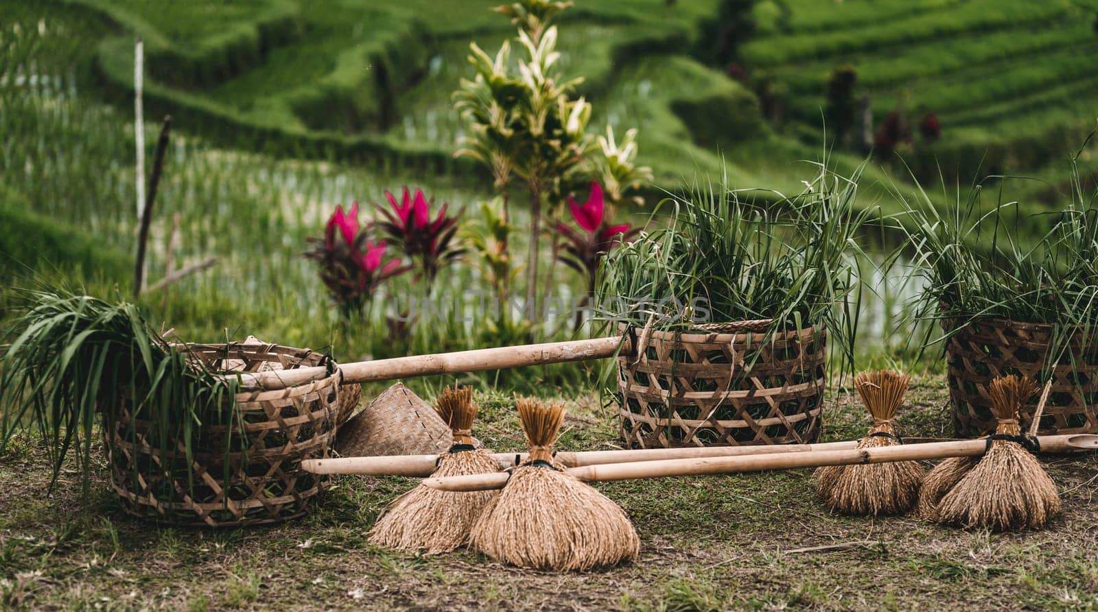 Close up shot of rice harvesting straw baskets by Popov