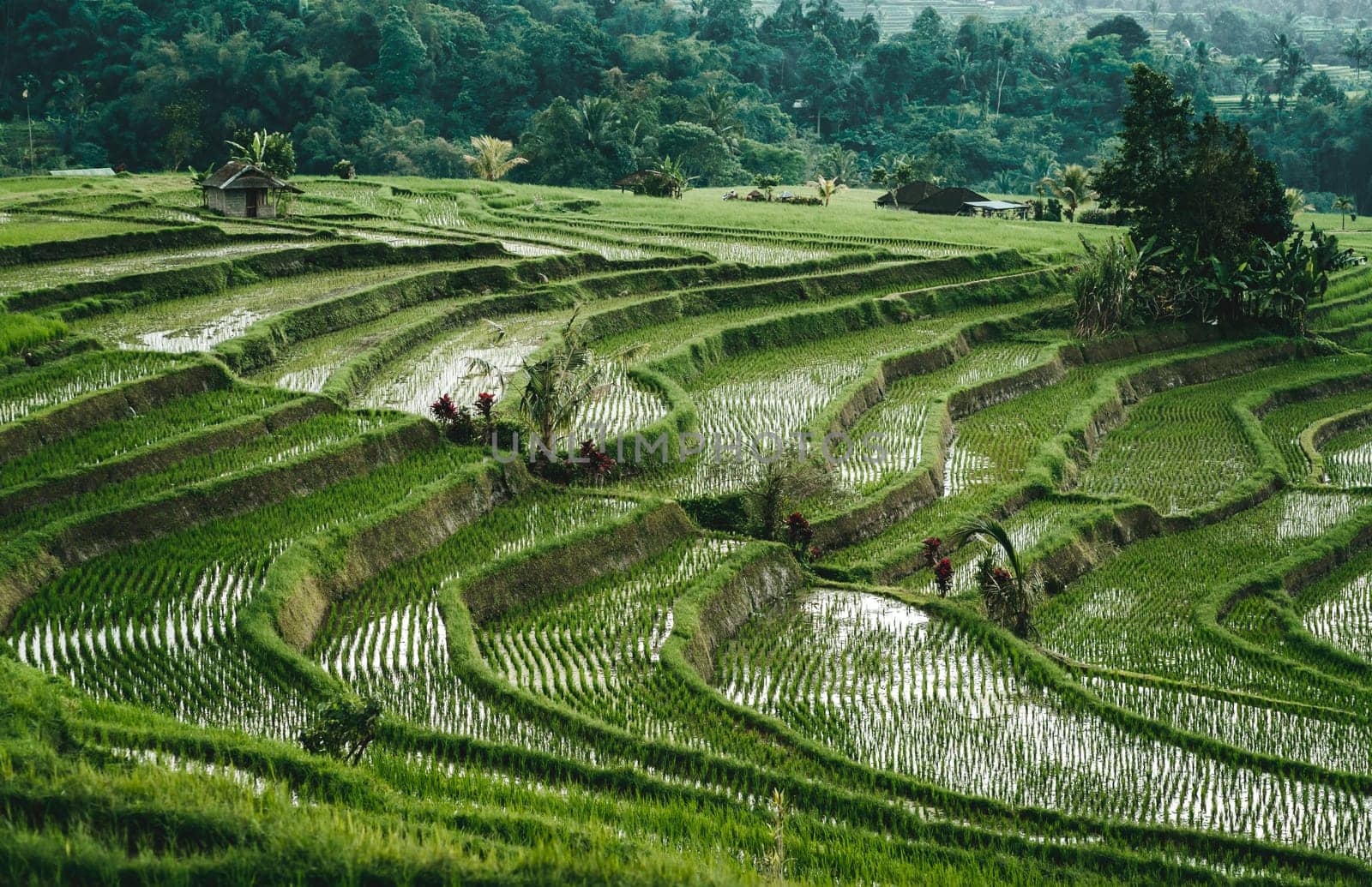 Top view of rice terrace with water by Popov