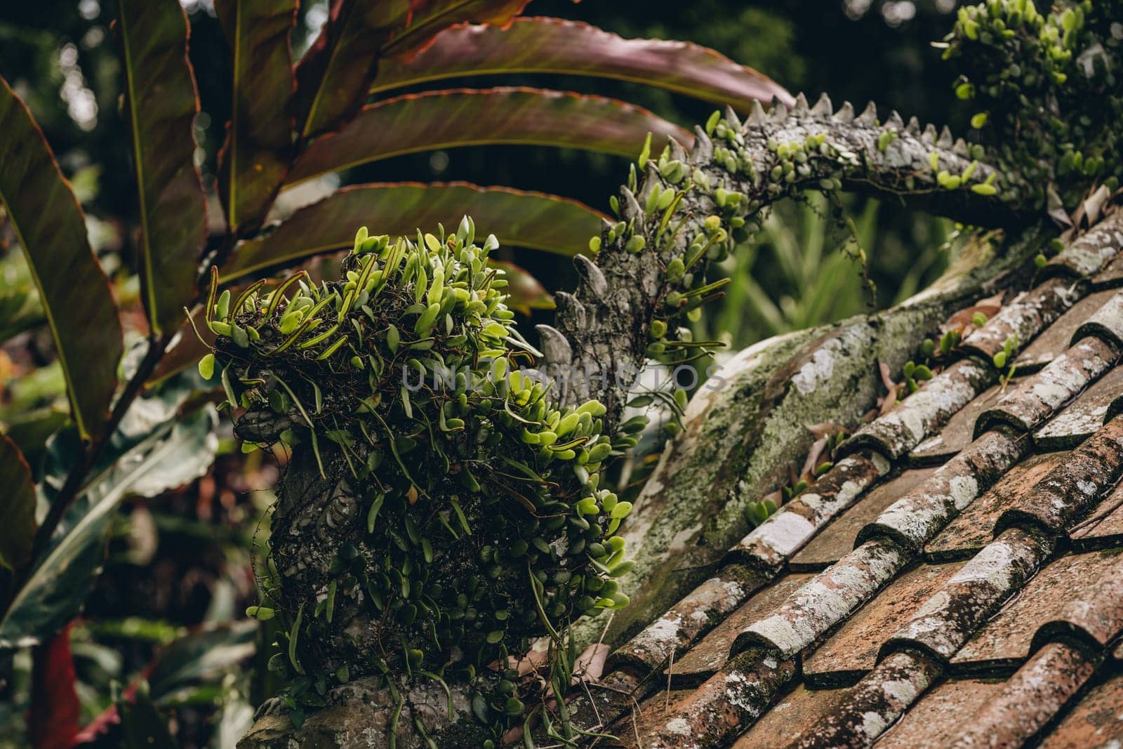 Close up shot of jungle tropical green vegetation. Exotic rainforest flora and botanicals plants