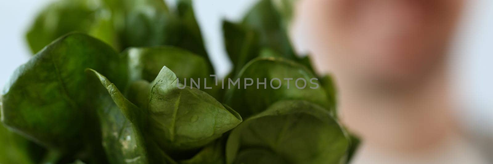 Green bush of fresh juicy sorrel in hands of cook by kuprevich