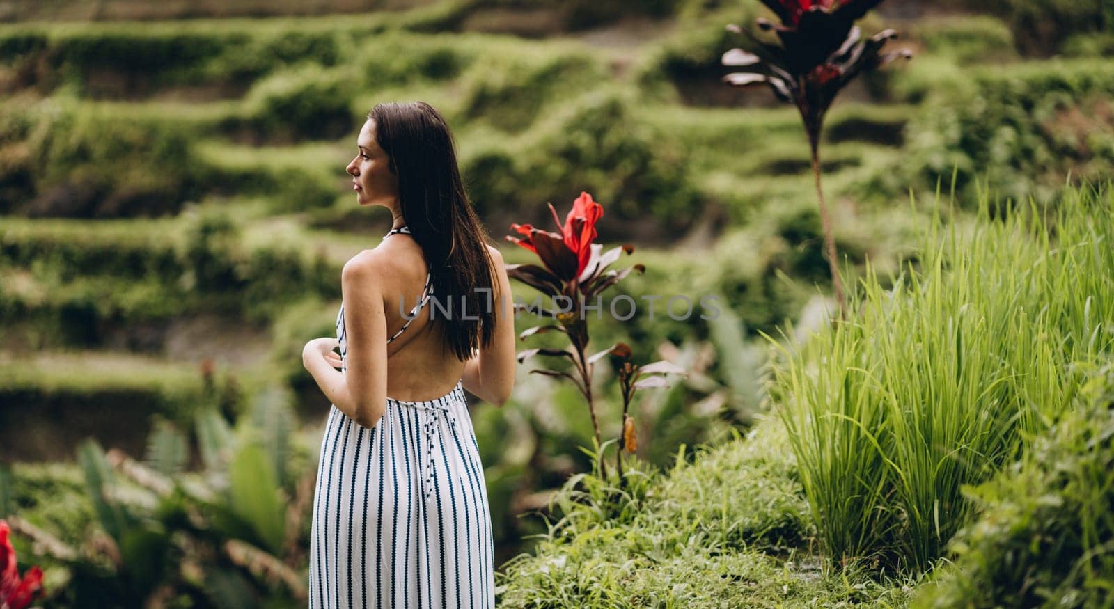Close up shot of back view standing girl with rice terrace background. Young lady in white striped dress on paddy field