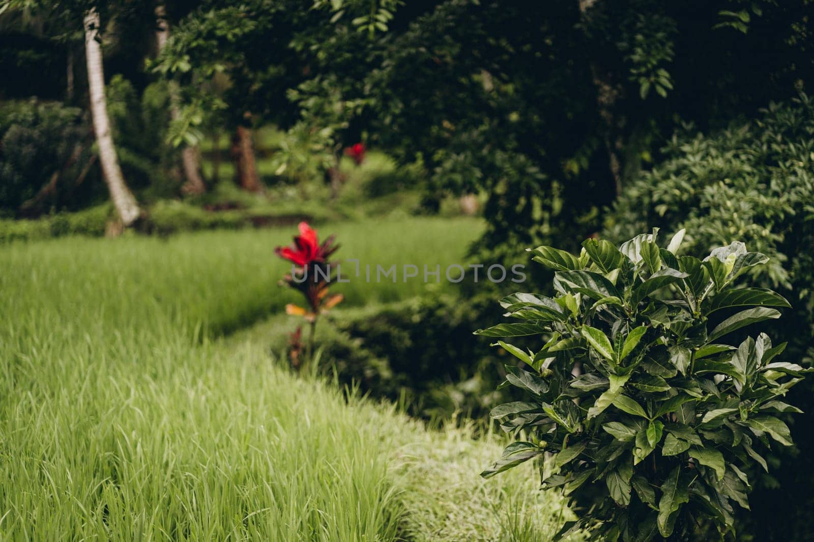 Close up shot of tropical jungle vegetation and grass. Rice plantation surrounded with rainforest trees
