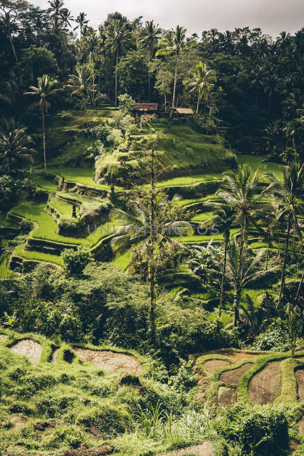 Beautiful landscape view of balinese rice terrace. Palm trees and jungle vegetation