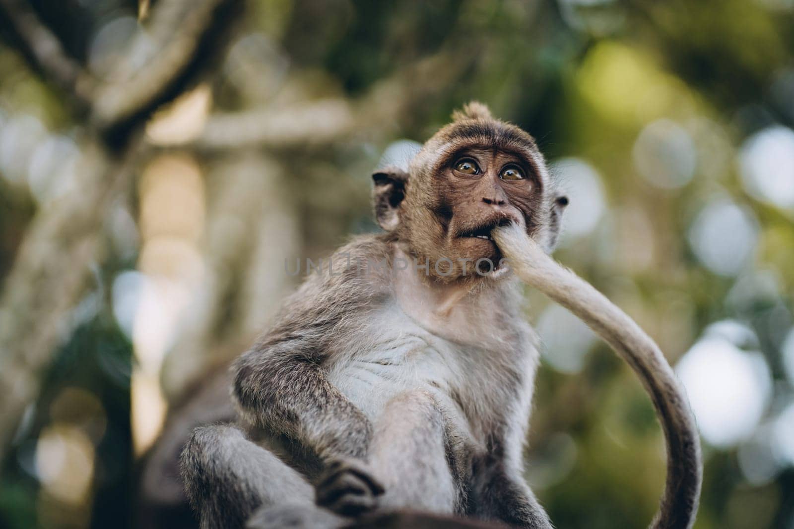 Close up shot of monkey with tail in mouth. Funny macaque in sacred monkey forest