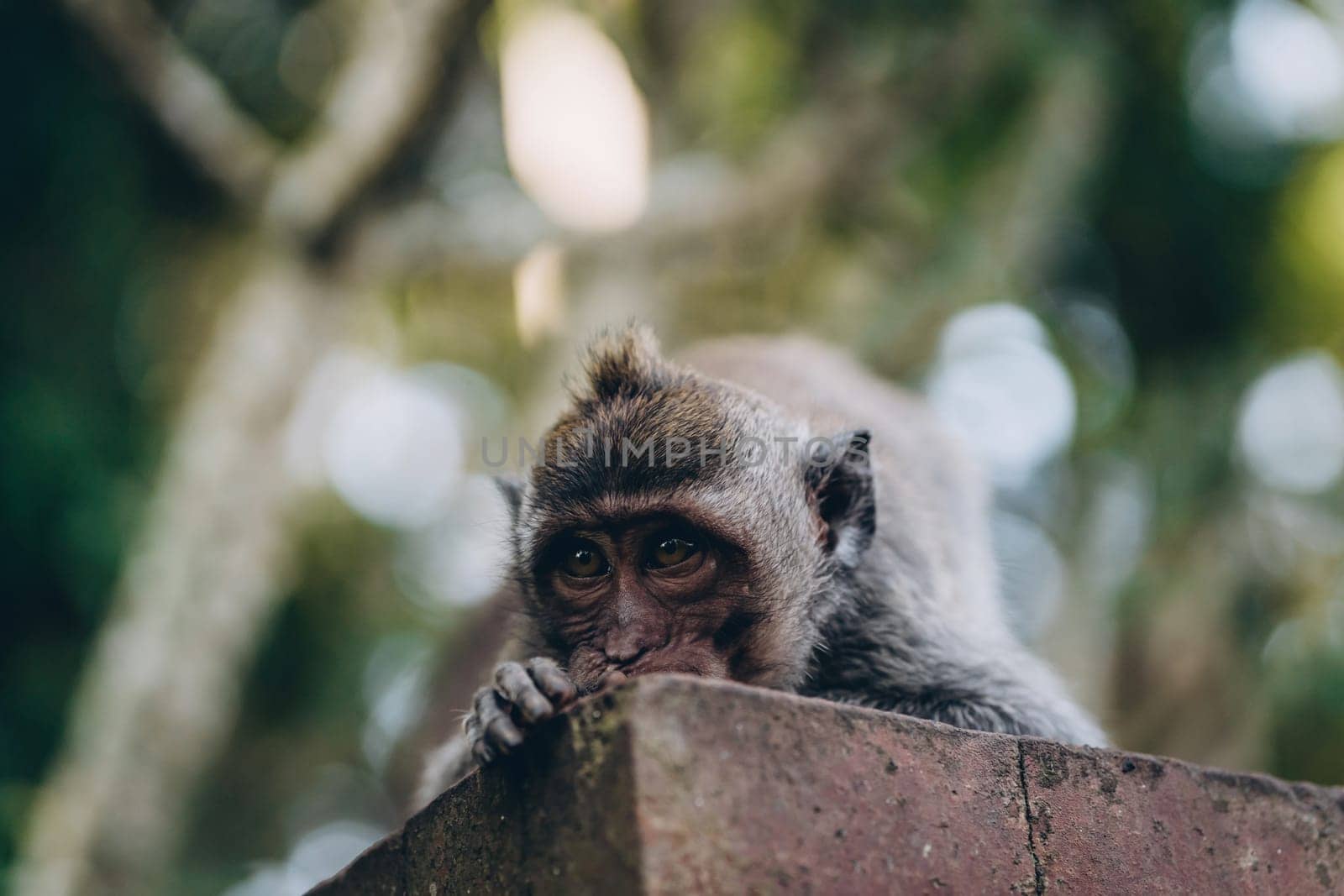 Close up shot of monkey face on green nature background. Funny macaque creature in sacred monkey forest