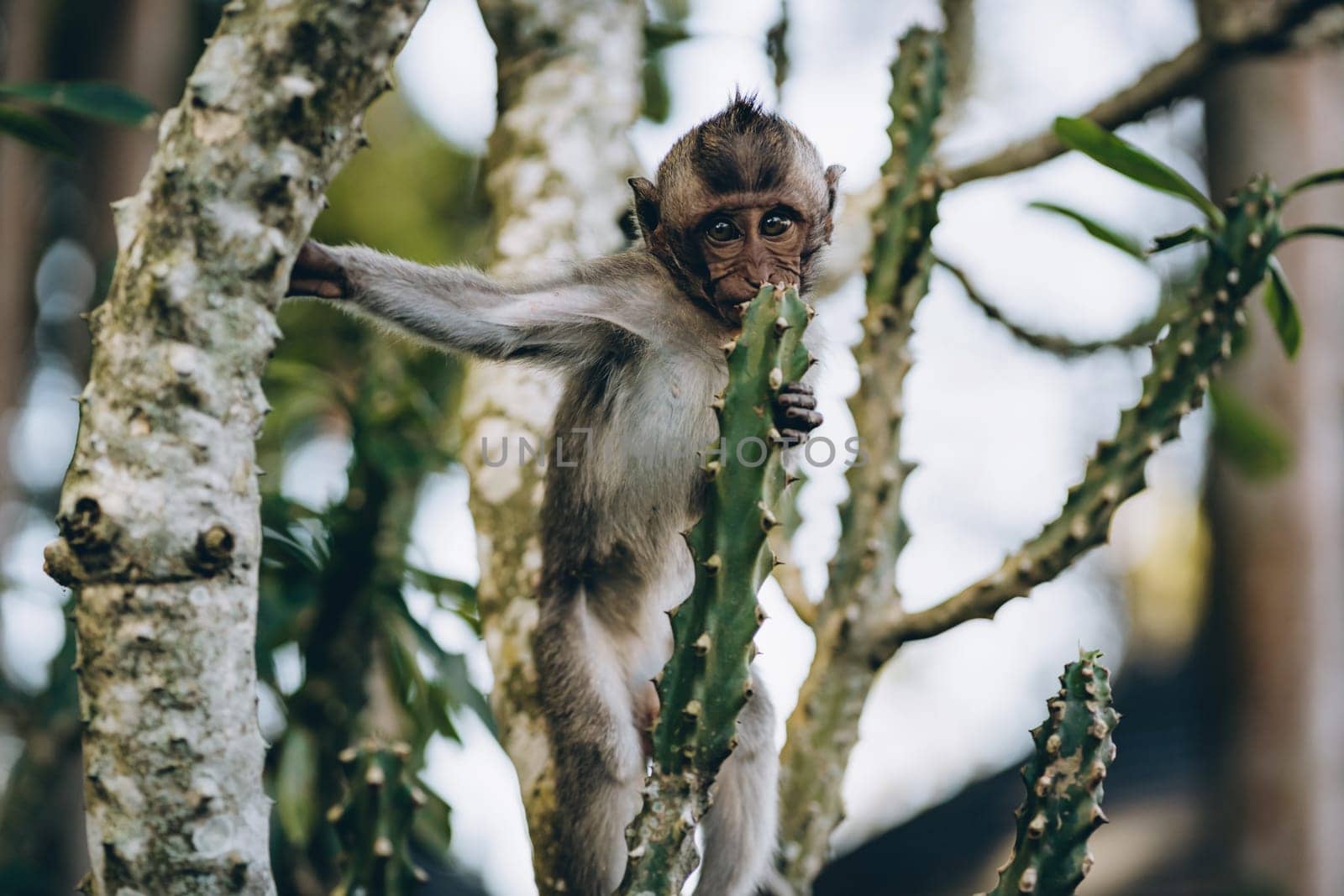 Close up shot of little monkey hanging on tree in monkey forest. Cute macaque climbing on bush branch