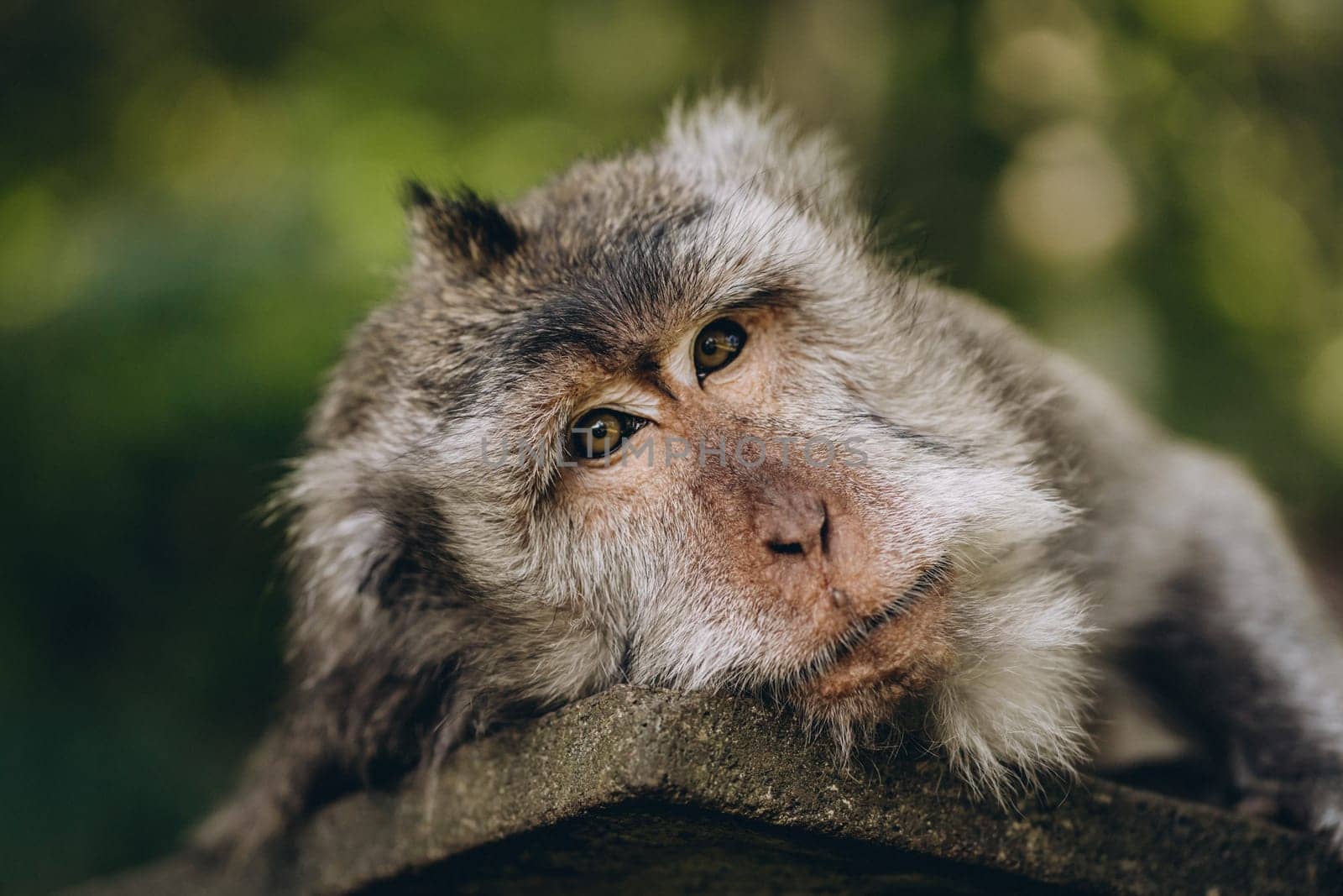 Close up shot of cute sleeping monkey on stone wall. Relaxed macaque on temple in sacred monkey forest