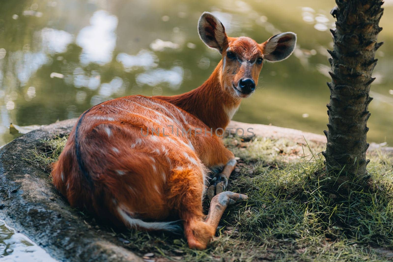 Close up shot of cute orange deer lying down on grass by Popov