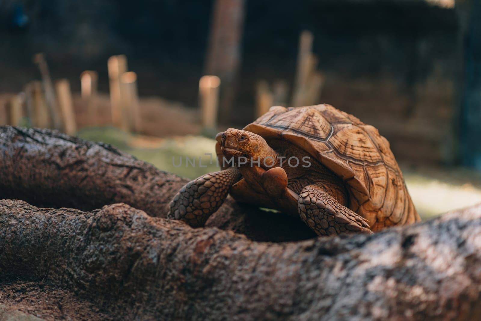 Close up shot of walking turtle by Popov