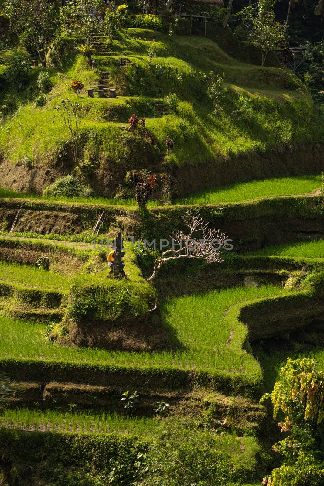 Landscape view of farmer working on rice terrace. Paddy fields farming, balinese agriculture