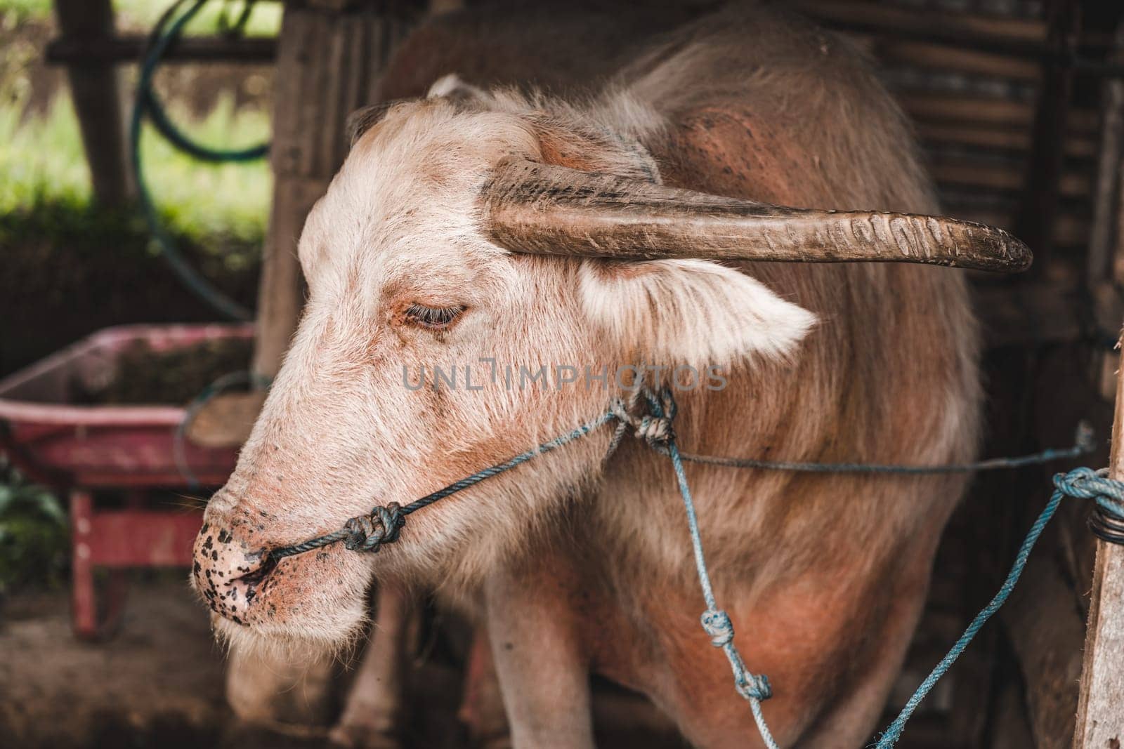 Close up shot of balinese cattle. Working force cow for paddy fields, domestic agriculture animal