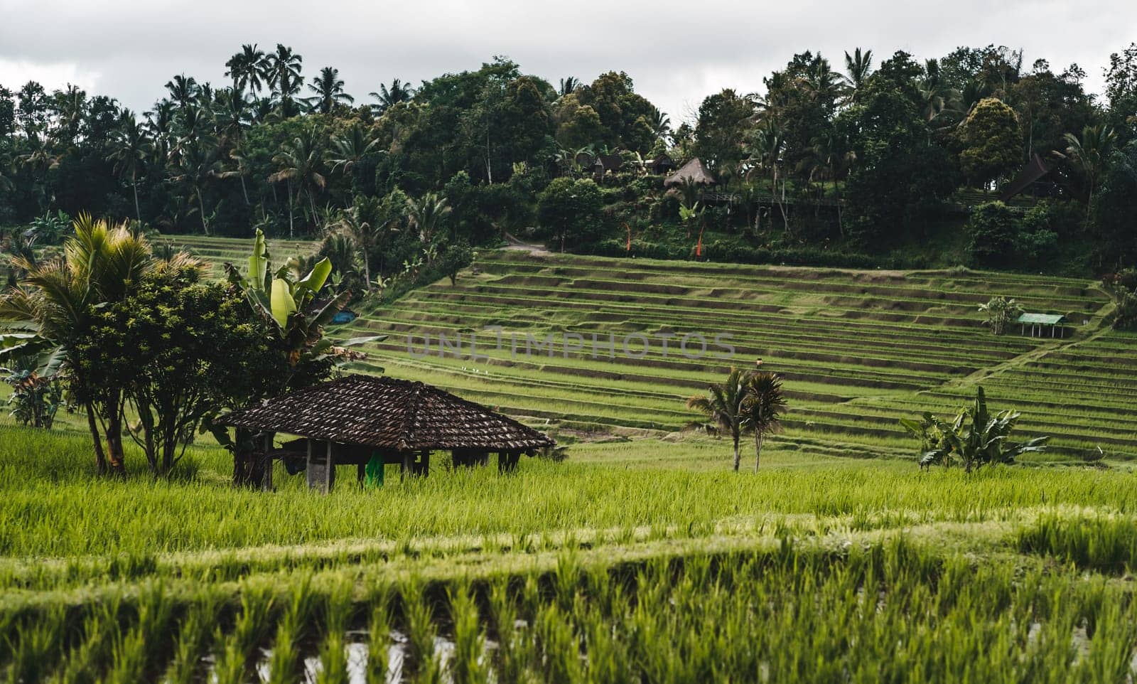 Landscape view of rice farming in bali by Popov