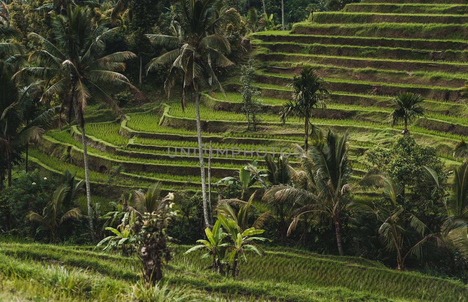 Landscape view of balinese rice terrace. Indonesian agriculture land, rice production