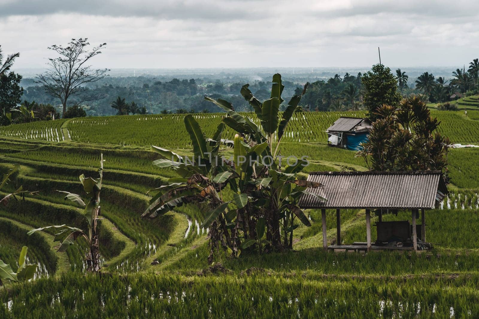 Farm barn on green rice field. Balinese traditional agriculture, rice production and growing