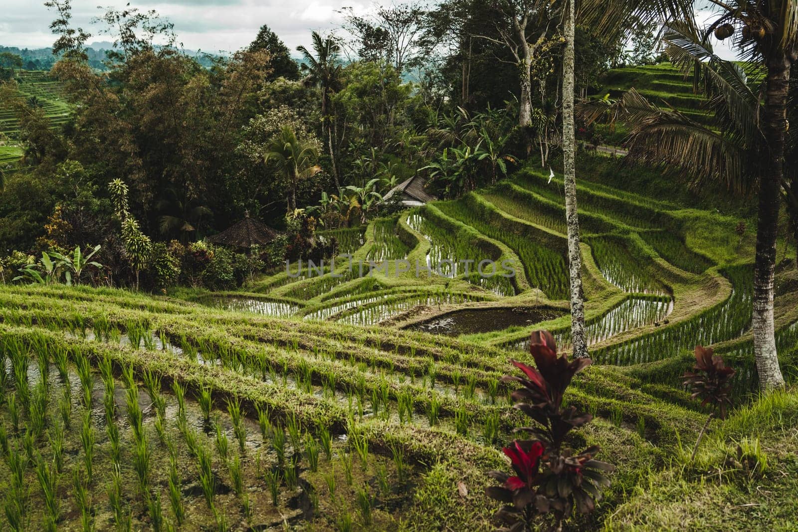 Balinese traditional rice farming terrace. Paddy agriculture, rice growing plantation