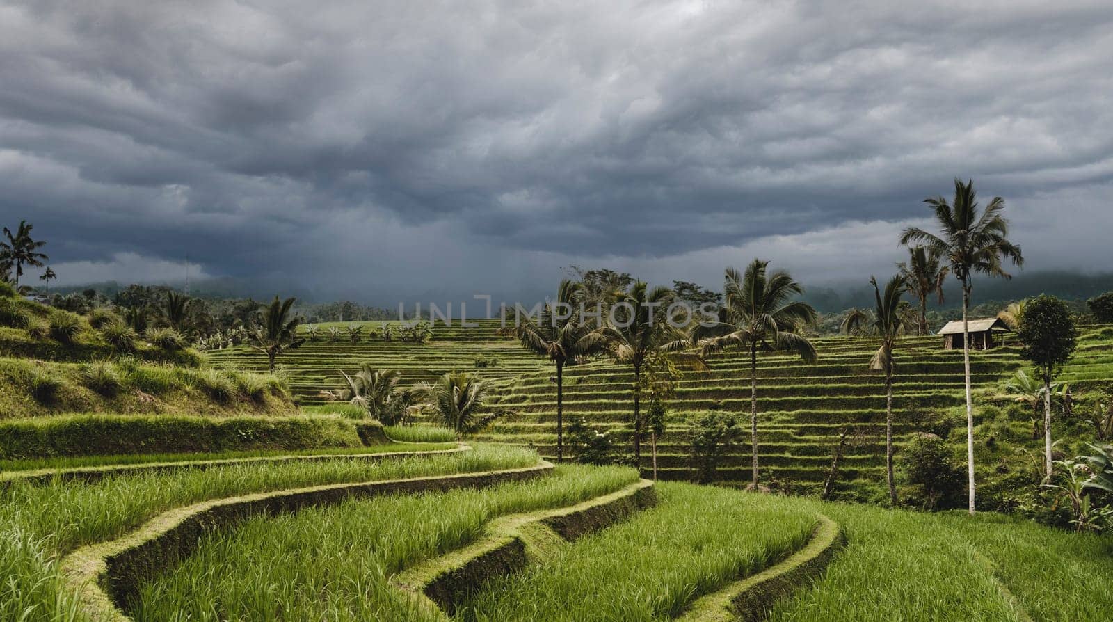 Beautiful landscape view of terraced rice field. Balinese agriculture land, rice cultivation and growing