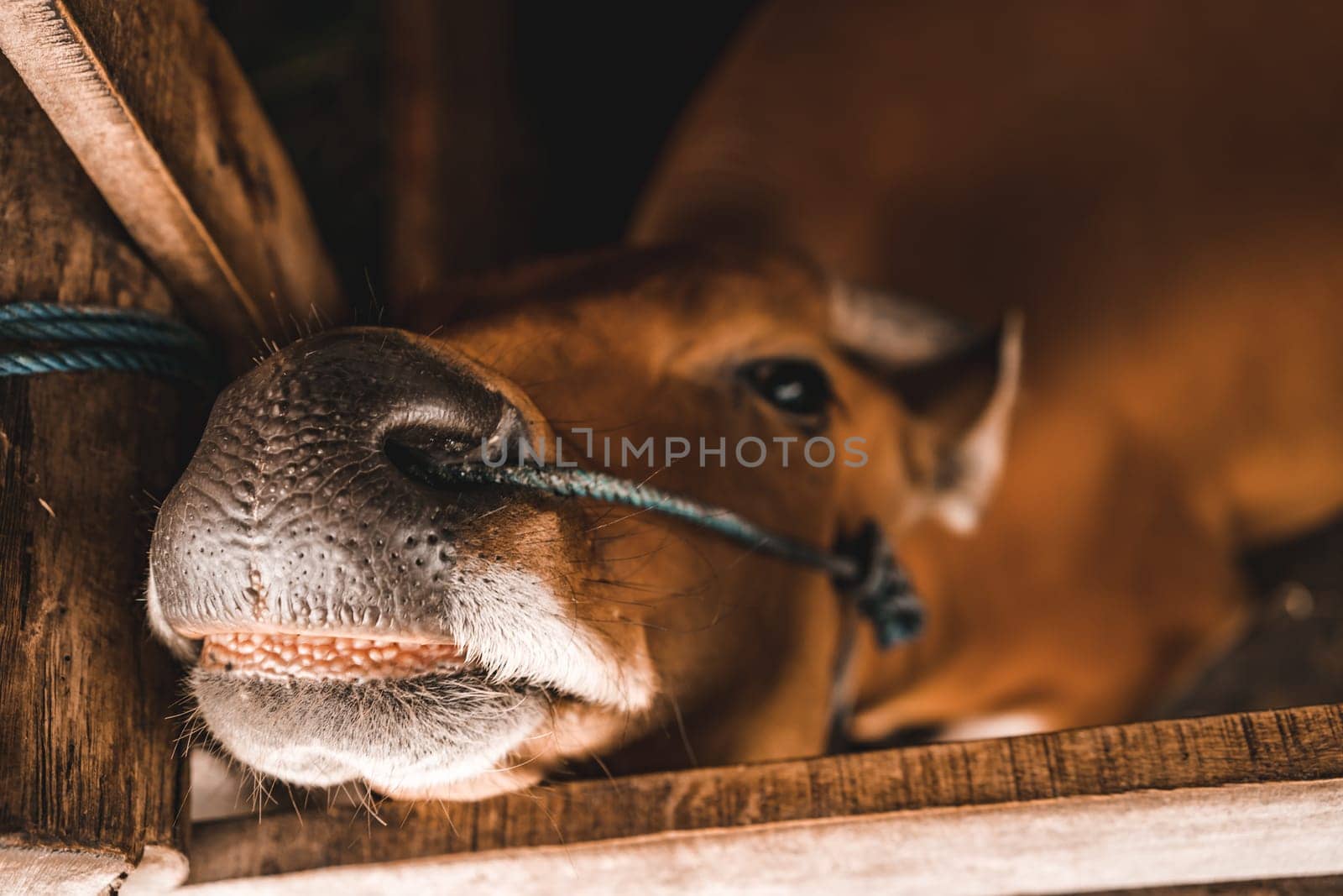 Close up shot of horse muzzle with teeth. Close up shot of cattle snout in farming barn